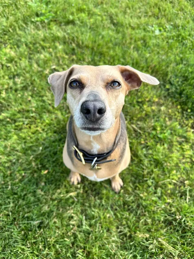 Rosie sitting in the grass looking up at the camera